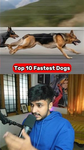Top 10 Fastest Dog Breeds in the World 🐕💨