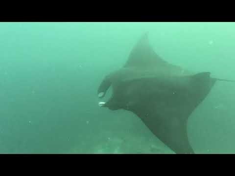 Raja Ampat scuba diving: Oceanic Manta at the "Magic Rock"