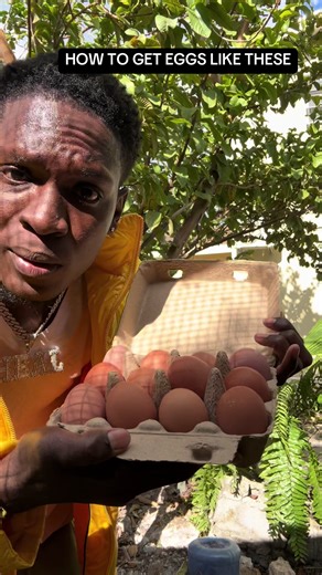 Essential Tips for Successful Backyard Egg Farming