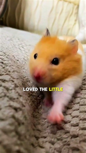 Tiny Hamster & Her Surprise The Man