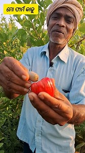 First ever kaju fruit from #rabiorganicfarming ମୋ ଫାର୍ମରେ ଫଳିଲା ପ୍ରଥମ ଥର #jajpur #Odisha #kaju | Rabi Organic Farming