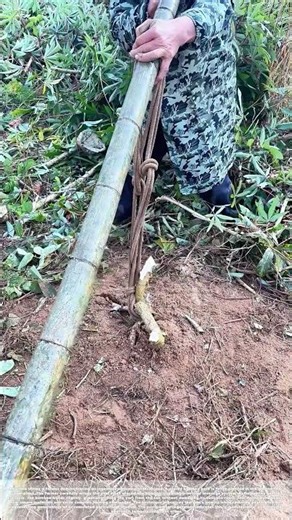 Lifting the Tuber: How a Bamboo Pole Levers Cassava from the Earth