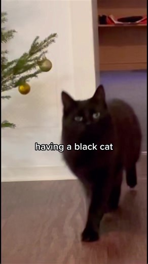 Mysterious Black Cats in the Darkness