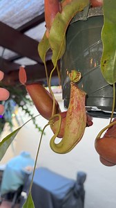 The coolest growth I have ever had on any of my Nepenthes (pitcher plants) two date. These two pitchers latched onto each other a few weeks ago. What’s cool about this is the plant that latched hasn’t successfully sprouted a new pitcher since I got it. I don’t know if it’s a coincidence or not but ever since it has latched onto my healthier pitcher plant the green one has sprouted 4 new pitchers 🤯 Even more amazing the one attached to the red pitcher has opened and is healthy 😍 Nature is prett