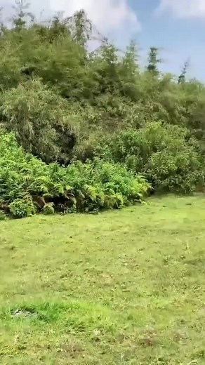 Awesome gorillas on TikTok