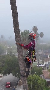 Cimb up and rig down. The crew over at Everest make it look easy 🔥 📹 Everest tree service | TreeStuff.com