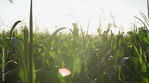 Green corn plantation field. Green corn cobs endless field. Corn rays of the sun. Cornfield background against the sun. Green stalk of corn sprouting
