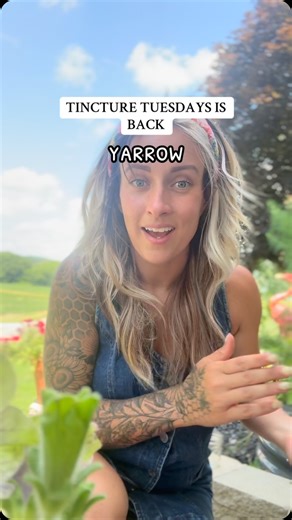 Lauren Ketterman on Instagram: "Bringing back TINCTURE TUESDAYS and starting off strong with YARROW. As always, using @organicalcohol ❤️ * Yarrow can help alleviate digestive issues such as bloating, indigestion, and flatulence by stimulating bile production. * IBS: It has been traditionally used for irritable bowel syndrome symptoms like stomach pain, diarrhea, and cramping. * Stomach pains: Its antispasmodic properties can relax intestinal muscles and reduce cramping. * Menstrual Regulation: Y