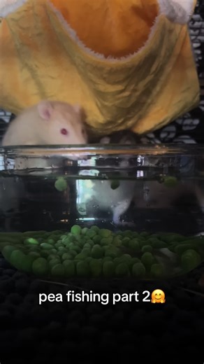 Adorable Pea Fishing Rats Compilation