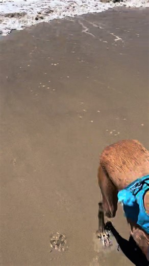 His name is Fletch. His job is beach. #greyhound #greyhoundoftiktok #dog #dogoftiktok #dogatbeach #hisjobisbeach #barbie #barbiemovie