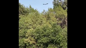 5K views · 363 reactions | Freedom Flight for our Great Horned Owls. It was a lengthy process from intake to release. We quarantine all waterfowl and raptors for 21 days for Avian Influenza prior to them going into our main building or flight cages. However, everyone remained healthy and they were successfully released on thousands of acres of private land. #raptors #freedomflight #wildliferehabilitation | Wild West Wildlife Rehabilitation Center | Facebook