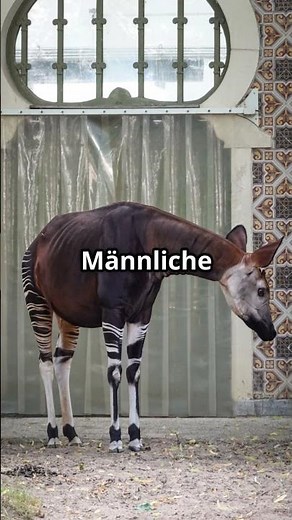 Entdecke faszinierende Fakten über Okapis!