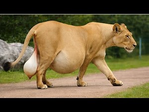 Rare Lioness Gives Birth Alone — What Happens When a Ranger Arrives Is Unbelievable