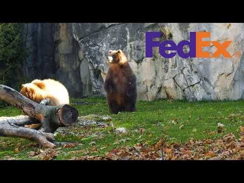 FedEx Orphaned bears find new home at Brookfield Zoo  commercial