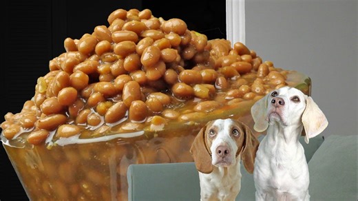 Dogs fight baked beans invasion in funny challenge