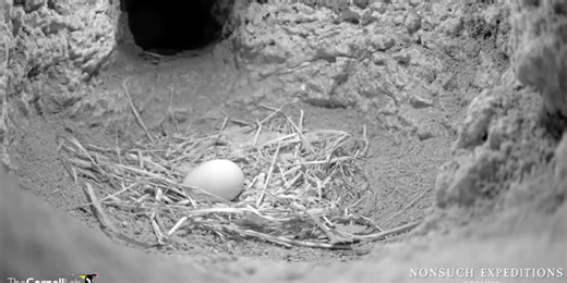 Update On 2024 Cahow Breeding Season  - Bernews