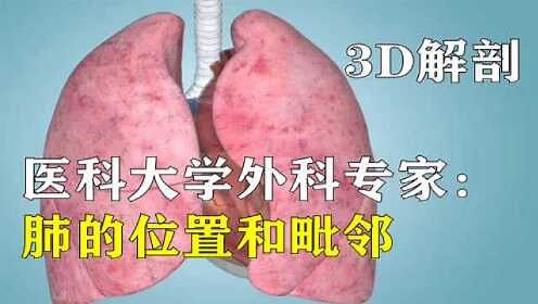肺脏3D解剖学：肺的形态及毗邻-西医临床医学综合能力