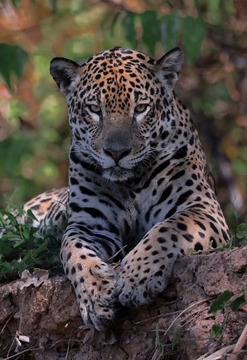 Exploring the Pantanal for Jaguars in Brazil