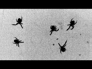 Johns Hopkins Scientists Probe Mystery of Spider Web-Spinning