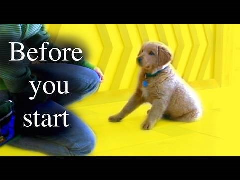 No Mugging - What to train before you start training with food