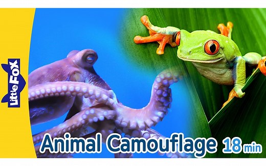 Animals that Camouflage ｜ Octopus, Cheetah, Tree Frog, Grasshopper, Siberian Tig