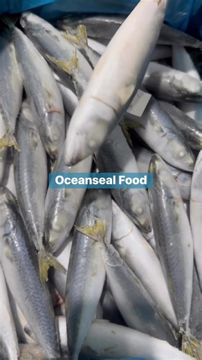 Frozen Pacific Mackerel IQF 60/80 | Oceanseal Food | Facebook