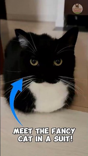 Meet the Tuxedo Cat Who’s Always Ready for a Fancy Party!