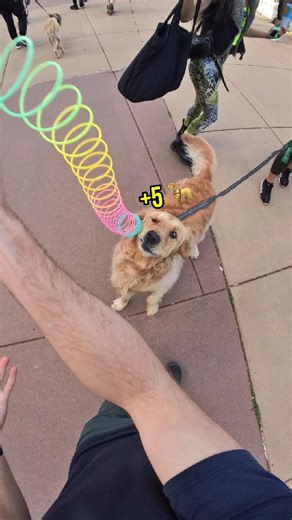 80K views · 1.1K reactions | Let's see how they react.  | Slinky Josh | Facebook