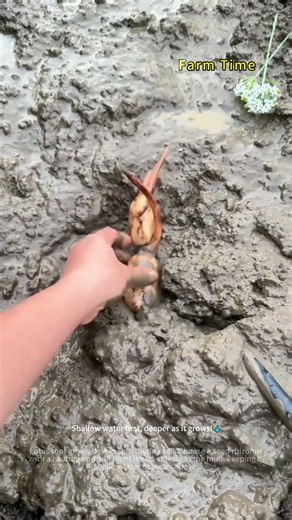 How Do You Grow Lotus Root? 🌱