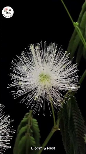 Watch a Mimosa pudica flower bloom in real time 🌸