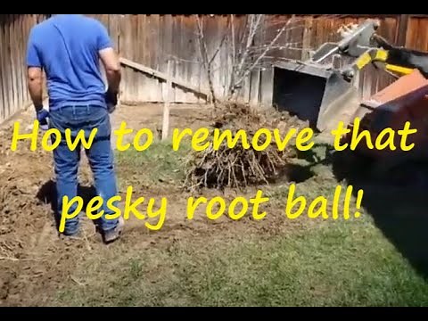 How to take out a palm tree root - bucky shows