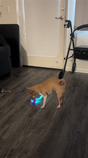 GET THIS. ITS A GAME CHANGER🐶 #dogsoftiktok #dogtoysoftiktok