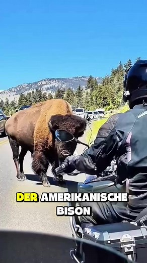 Der mächtige amerikanische Bison: Kraft und Methan
