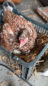 Hen baby did not survive | Baby Bird Bites