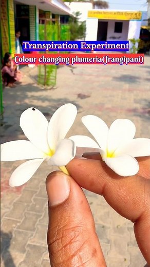 👨‍🏫plant transpiration & transport✅