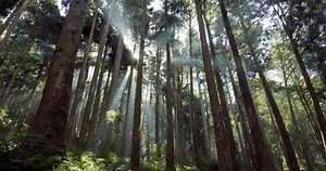 Cedar trees in the forest with through sunlight ray