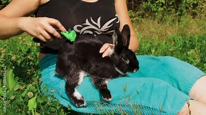 A woman combs rabbit fur with a comb-trimmer while sitting in a clearing