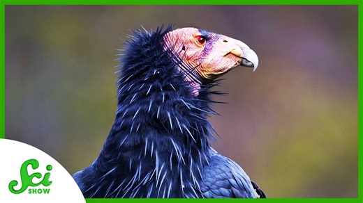 Condor Females Don’t Need a Male to Hatch Chicks