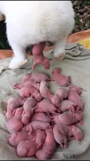 Cute rabbit baby ❤️☘️ Baby rabbit growing up day by day #cute #animals #rabbit