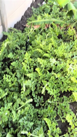 Watermelon Farming Techniques for Better Yields