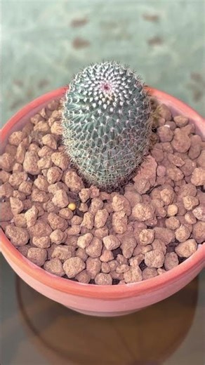 succulent plant collection part 2 #echeveria #cactus #succulents