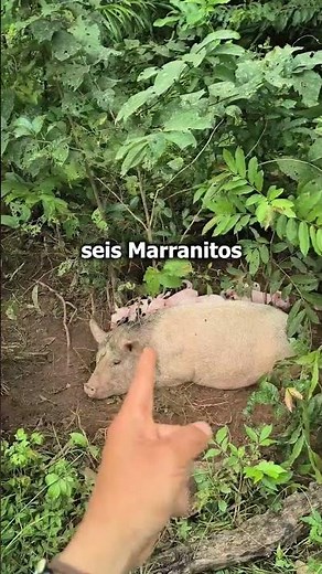 🐖⚠️ ¿Dejarías que una marrana pariera en una jaula sin poder moverse?