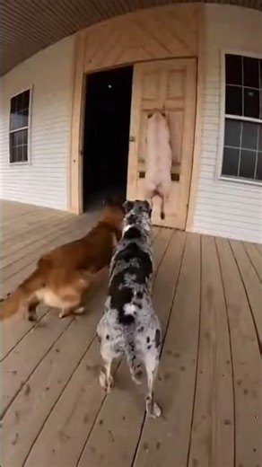 pig-hunting dogs 🐷 #pourtoi #animals #franceyoutube #viralvideo #fyp