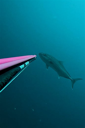 Pathos Pro Spearfishing on Reels