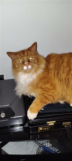 Manx Cat Keith (Meow Meow Meow)
