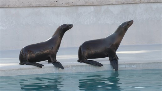 We can’t wait for you to SEA two of the Zoo’s newest residents! Meet Nimbly and Cassidy, 1-year-old California sea lions that recently were transferred from SeaWorld Orlando. The gals spent their first month at the Zoo in a behind-the-scenes habitat, but we are thrilled to announce they have officially met the other sea lion residents, Luna, Pepper, and Delilah, and can now be seen daily at the Sea Lion Splash pool. Pepper has taken a fast liking to the new girls, and you’ll often see her porpoi