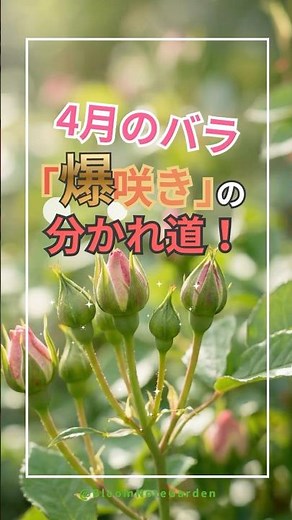 [Important Notice] This is how your April roses will thrive! 3 tips for massive blooms 🌹 #gardeni...