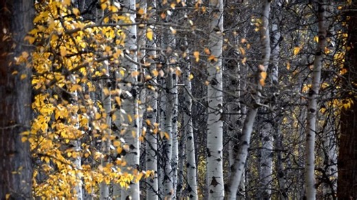Birch trees can make a beautiful addition to your landscape this season