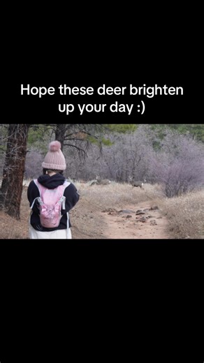 Hope these deer can brighten up your day