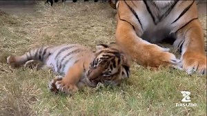 "Our little cub is making big strides!" Tulsa Zoo shares new video of their tiger cub. More about this little lady: https://ktul.com/news/local/malayan-tiger-cub-born-at-tulsa-zoo Video credit: Zookeeper Jenna Schmidt/Tulsa Zoo | NewsChannel 8 - Tulsa